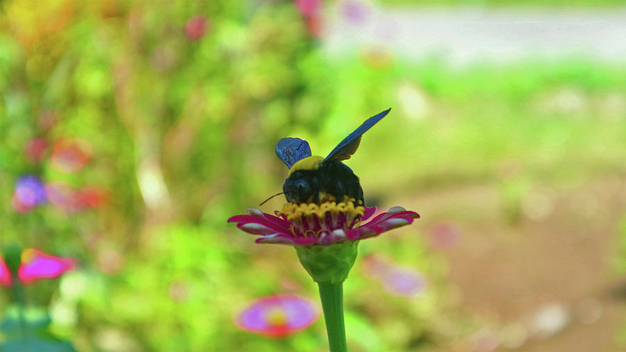 Nature Photograph - Bee On Flower by Farid Thobaq Auliya