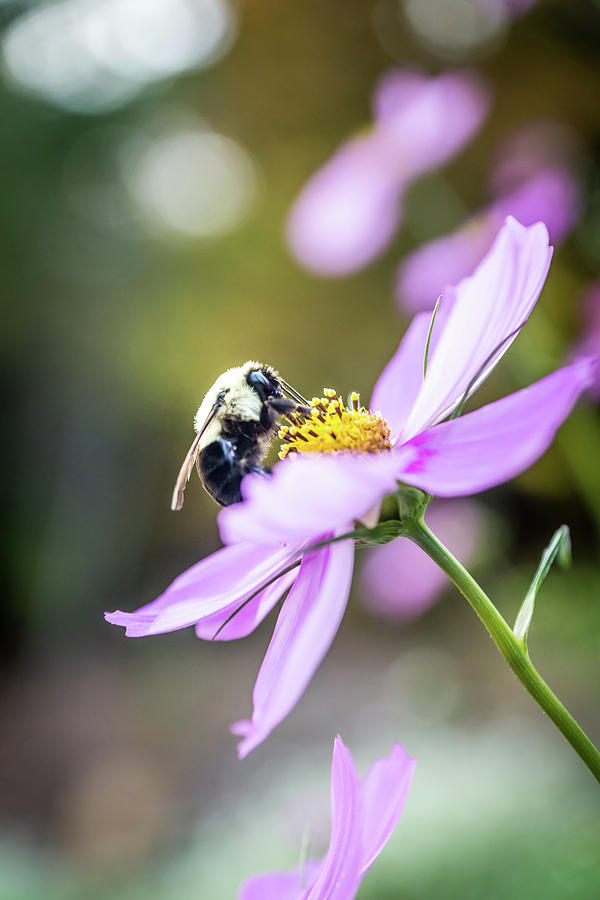 Bee on Flower Photograph by Framing Places