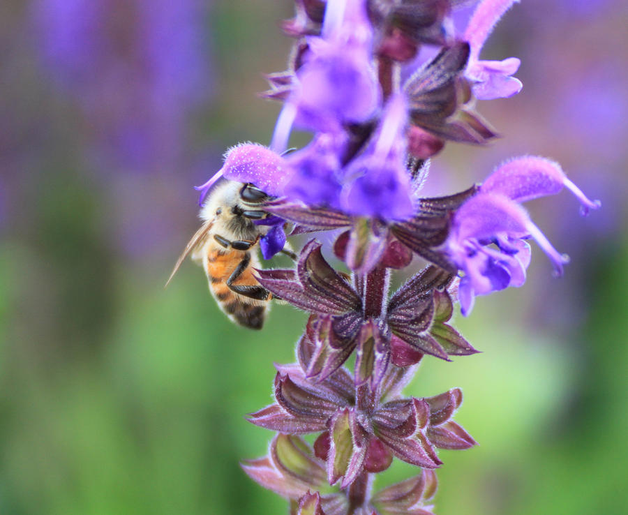 Bee on Flower Photograph by Gerri Duke