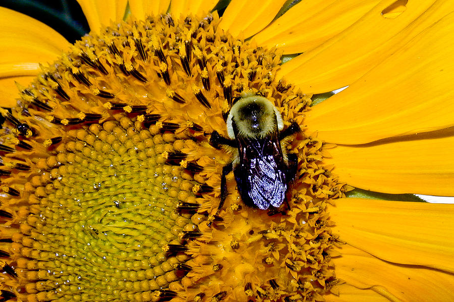 Bee on Flower Photograph by Jay Stockhaus