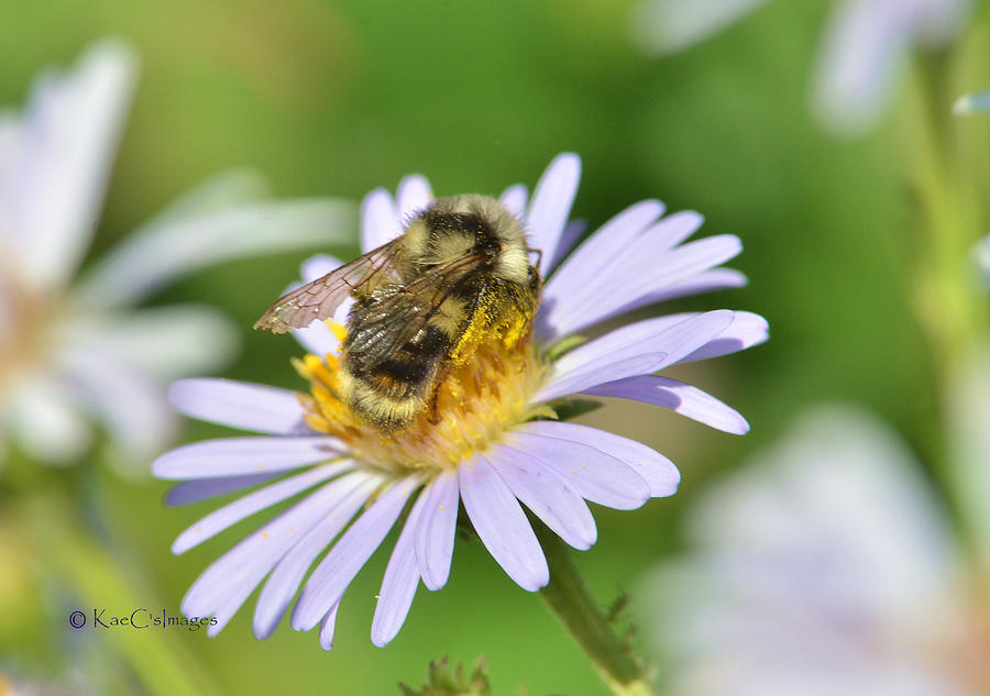 Bee on Flower Photograph by Kae Cheatham