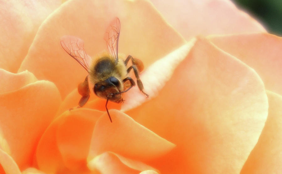 Bee on Flower by Matthew Bamberg Bee on Flower by Matthew Bamberg
