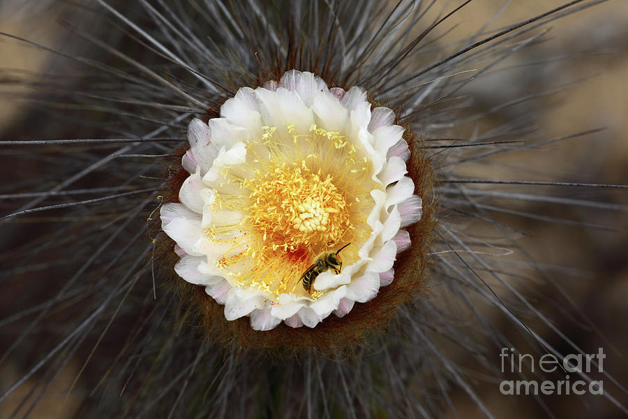 Bee on Flower of Sheepstail Cactus Photograph by James Brunker