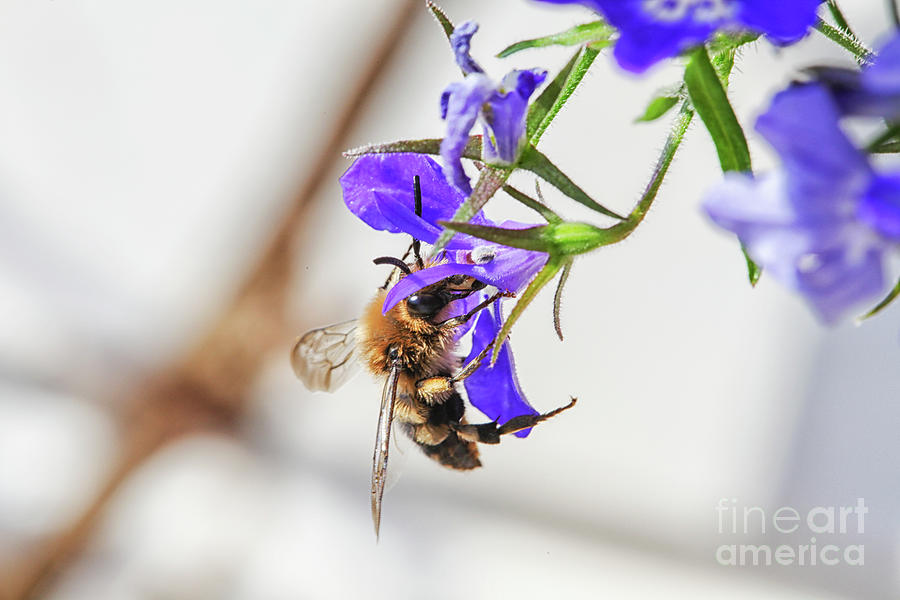 Bee and flower Photograph by Patricia Hofmeester