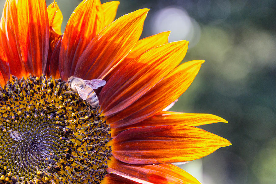 Bee on Flower Photograph by Sandi Kroll