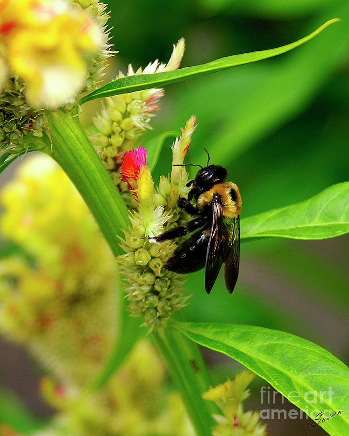 Bee on Flower Photograph by Susan Cliett
