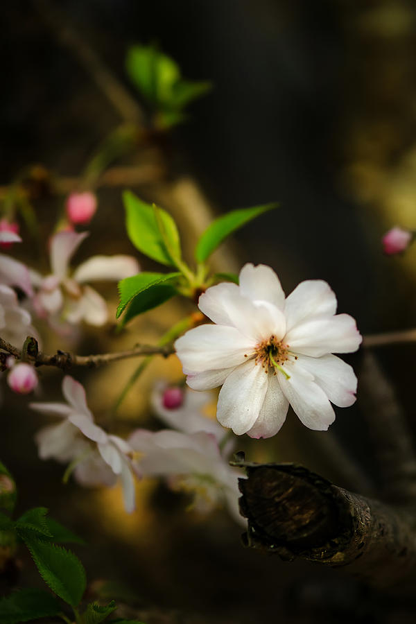 Nature Photograph - Cherry Tree Bloom by Sarah Coppola