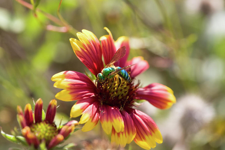 Bee on Gaillardia Photograph by Diane Macdonald