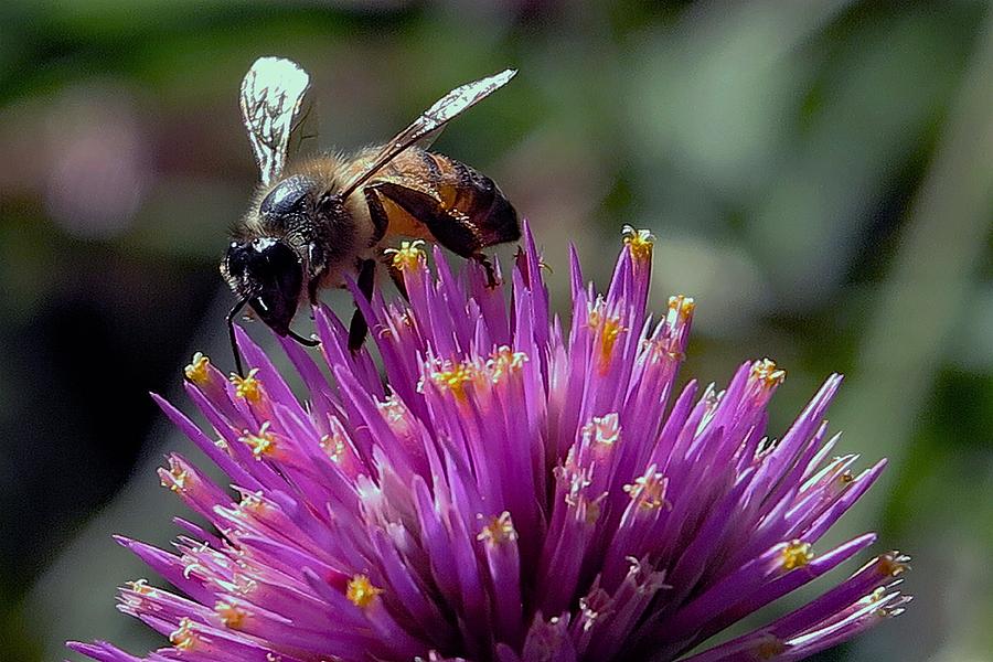 Bee On Globe Amaranth 1 Photograph by Hazel Vaughn