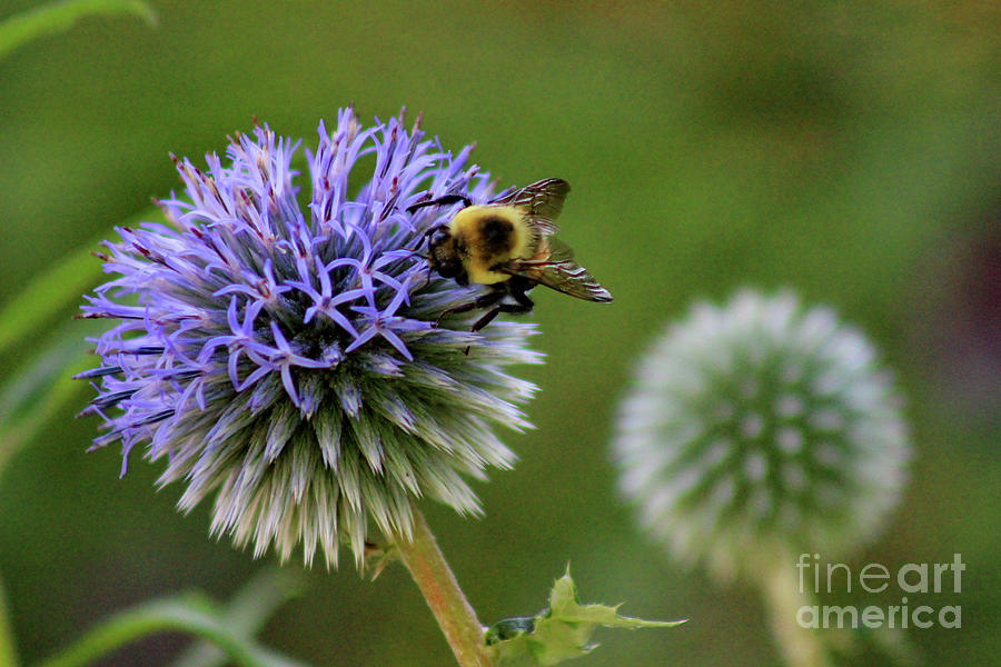 Bee on Globe Thistle Photograph by Karen Adams