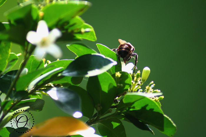 Bee on Jasmine Photograph by Shelley Overton