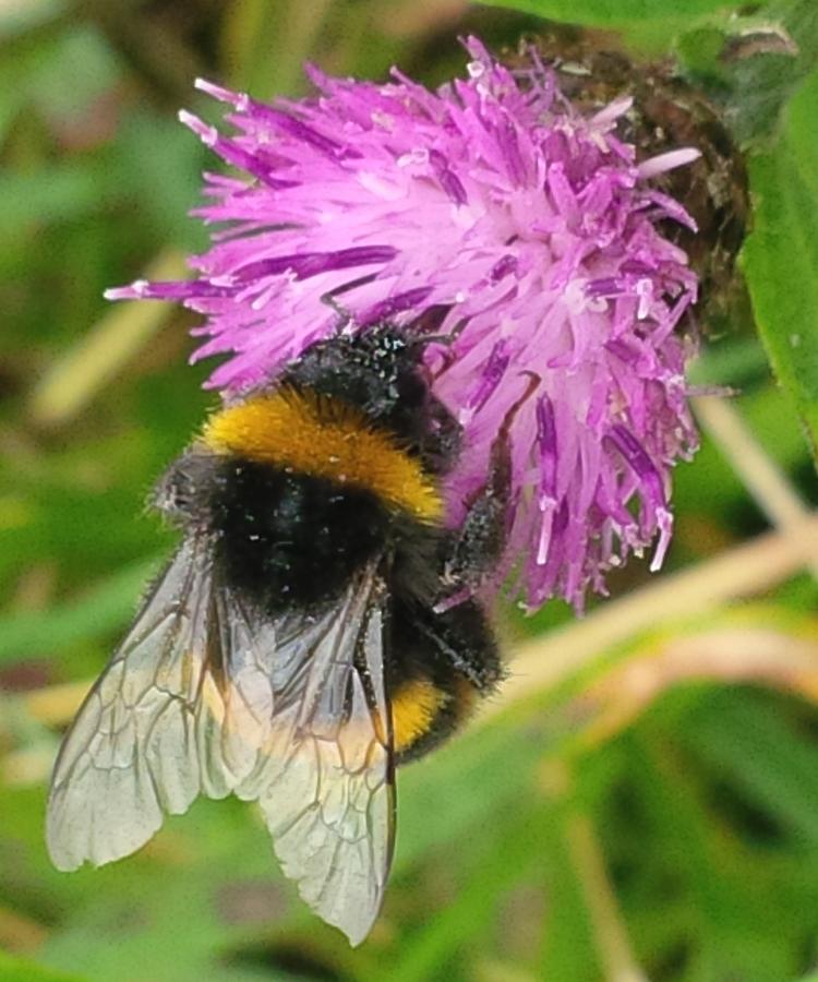 Bee On Knapweed Photograph by Richard Brookes