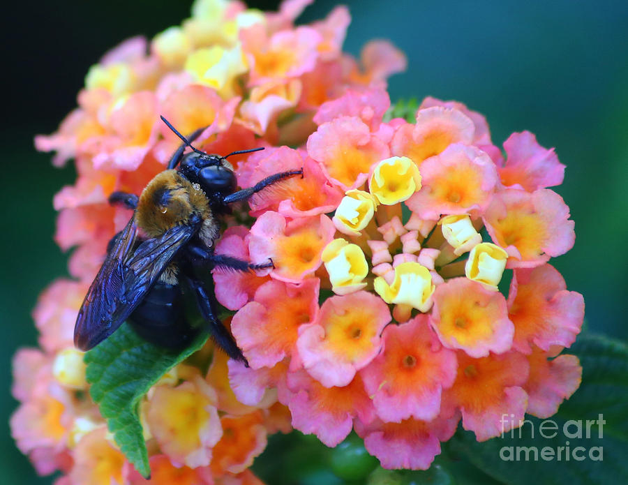 Bee on Lantana Photograph by Marty Fancy