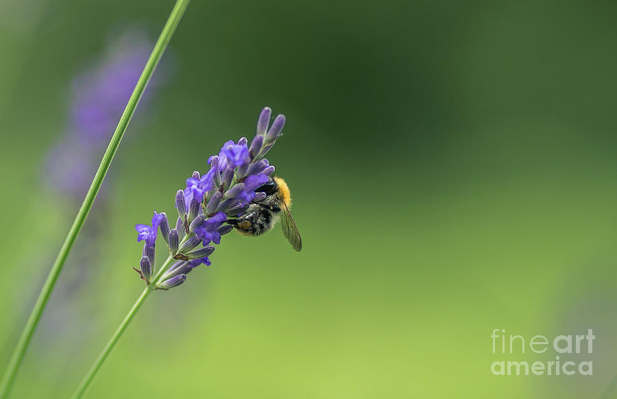 Summer Photograph - Bee on Lavender by Eva Lechner