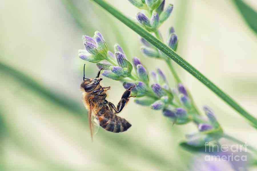 Bee On Lavender Photograph