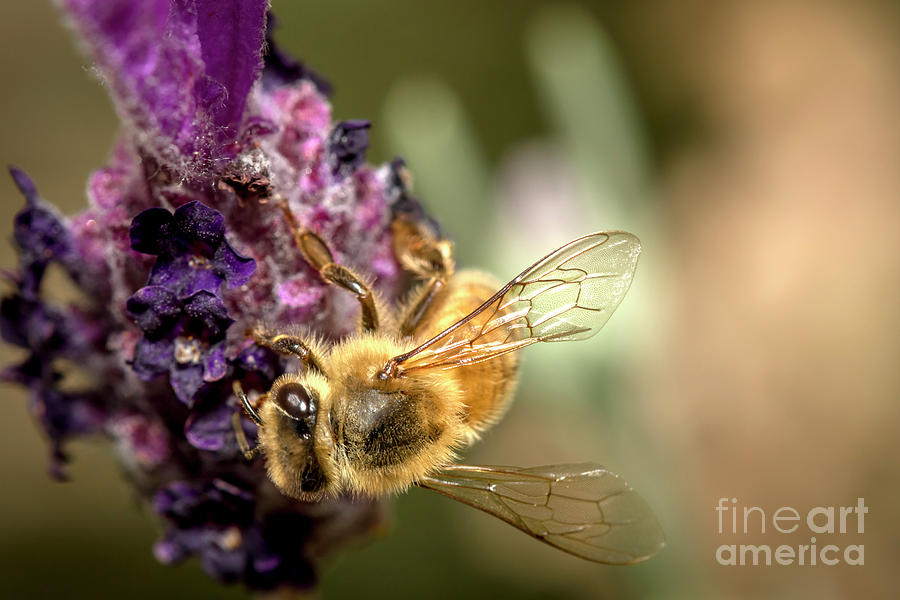 Bee on Lavender Photograph by Shawn Jeffries
