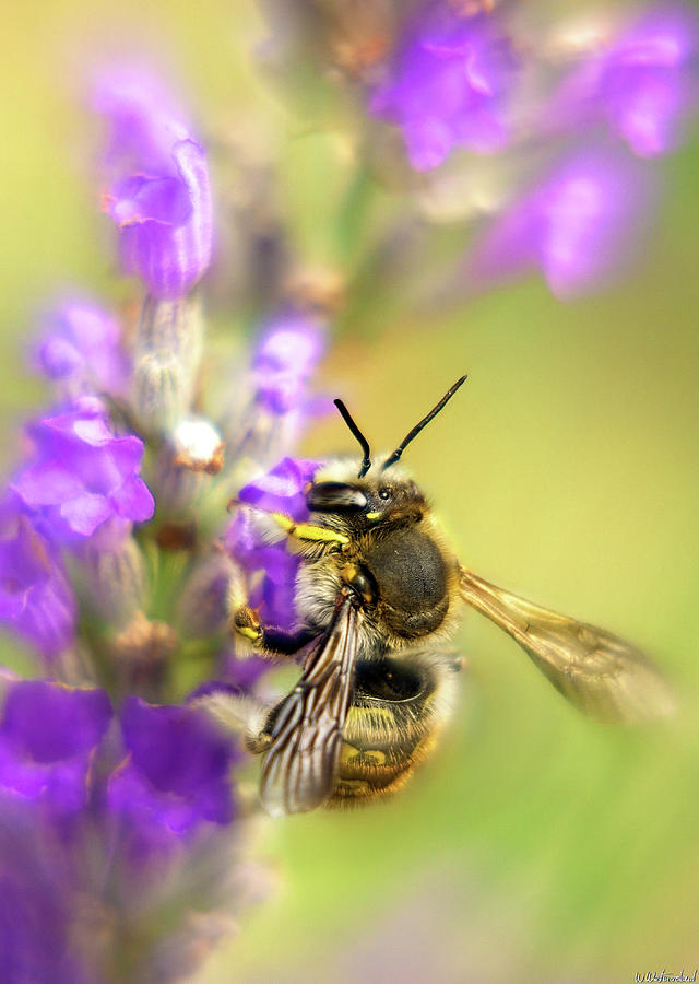 Bee on Lavender Photograph by Weston Westmoreland