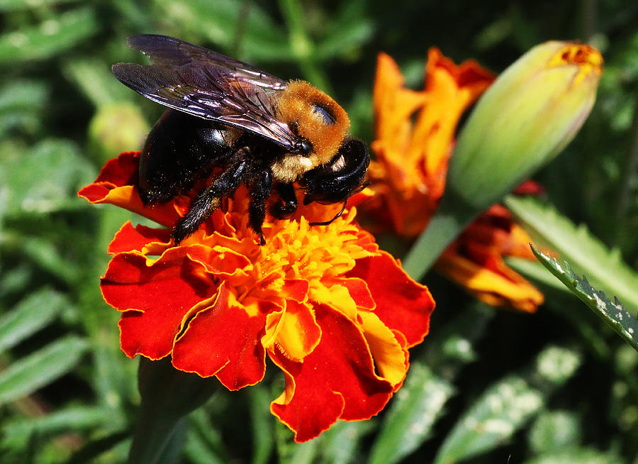 Bee on Marigold Photograph by William Selander