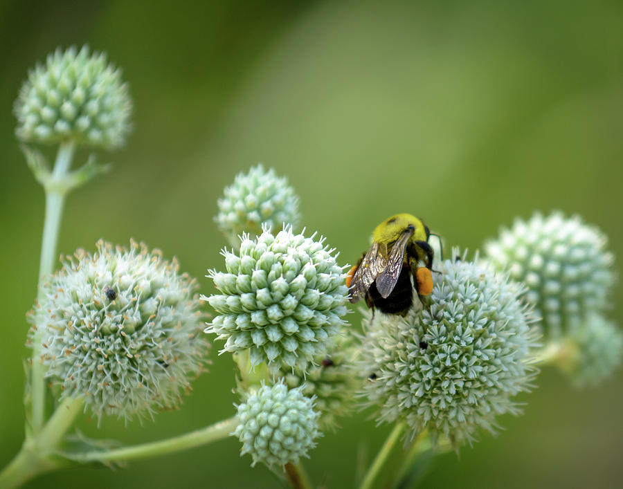 Bee on Milkweed Photograph by James Barber