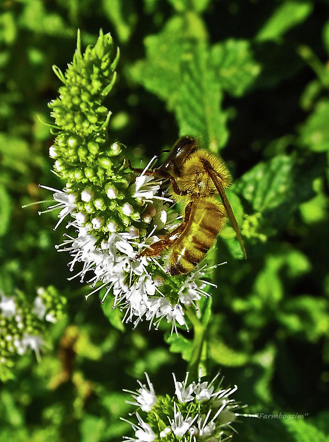Bee on Mint Photograph by Harold Zimmer