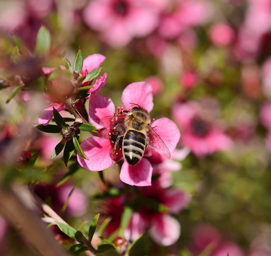Bee on New Zealand Tea Plant 2 Photograph by Linda Brody