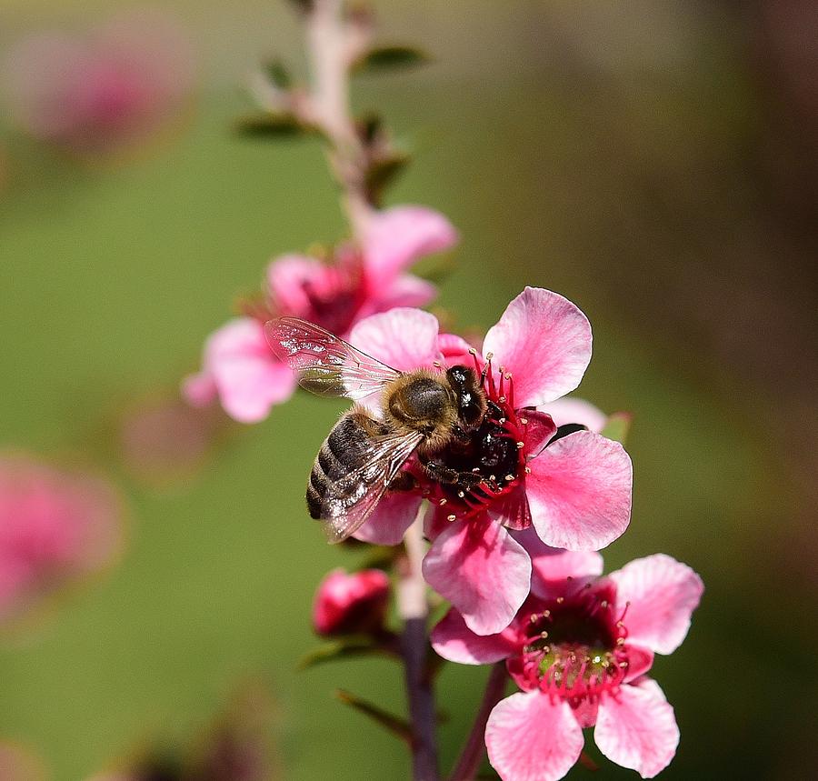 Bee on New Zealand Tea Plant 7 Photograph by Linda Brody