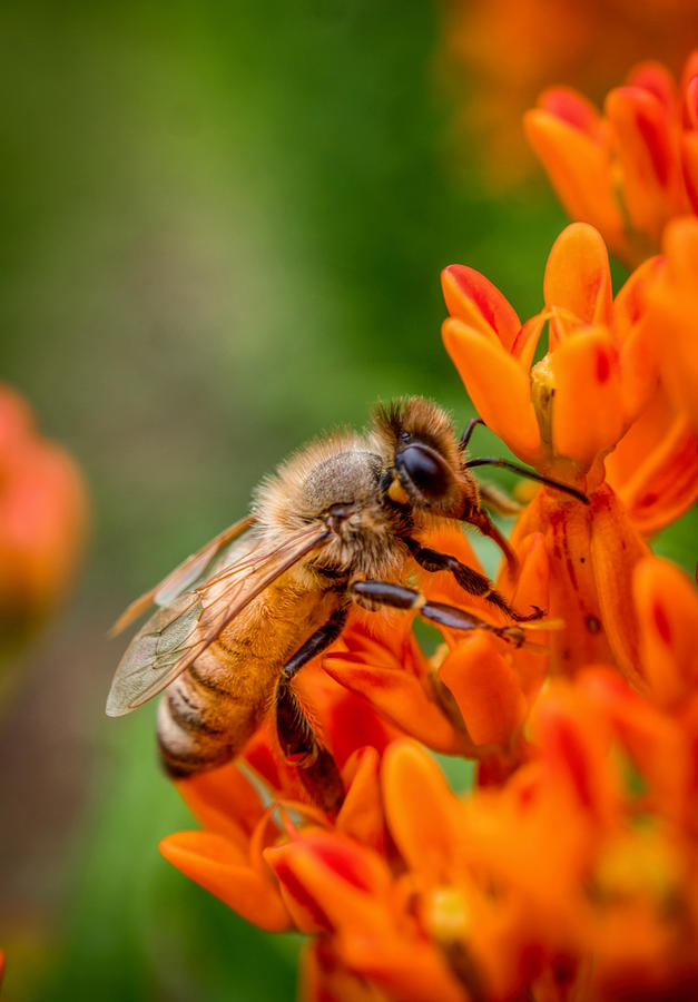 Bee on orange flower Photograph by Lilia D