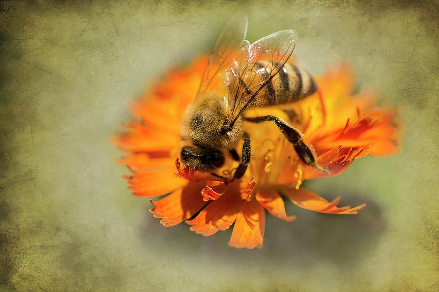 Bee on Orange Photograph by Inge Riis McDonald
