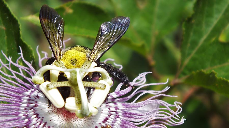 Bee On Passionflower Photograph by Tristan Stephens - Fine Art America