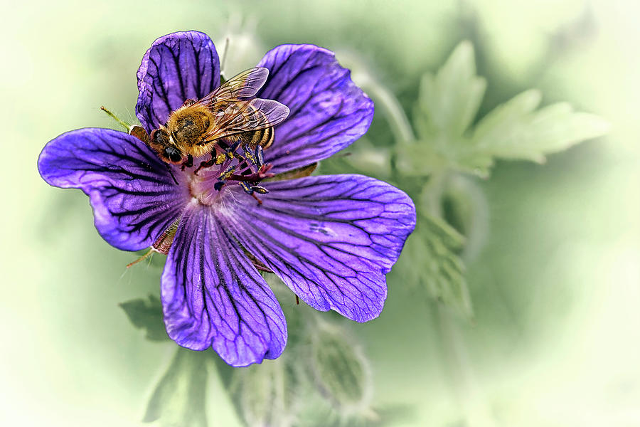 Wildlife Photograph - Bee on Perennial Geranium by Marcia Colelli