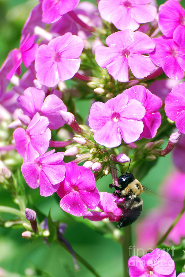 Bee on Phlox  Photograph by Lila Fisher-Wenzel