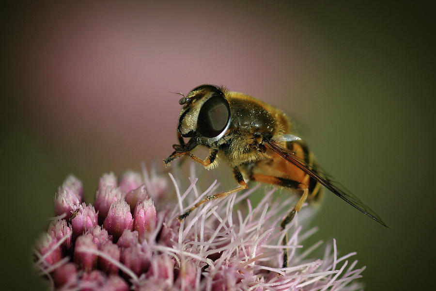 Hoverfly on Pink - 365-142 Photograph by Inge Riis McDonald