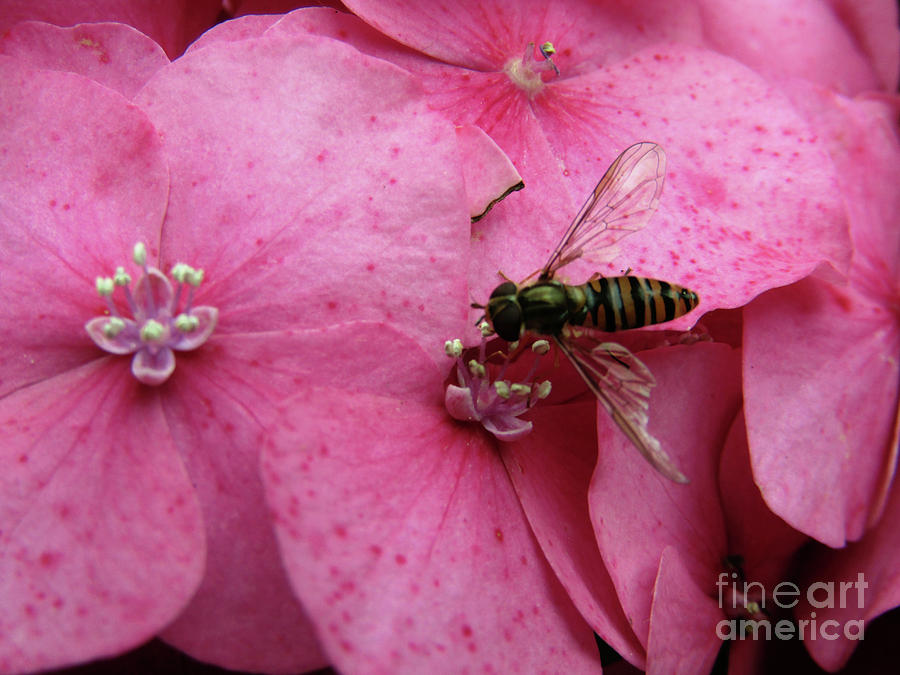 Bee On Pink Blooms Photograph by Kim Tran