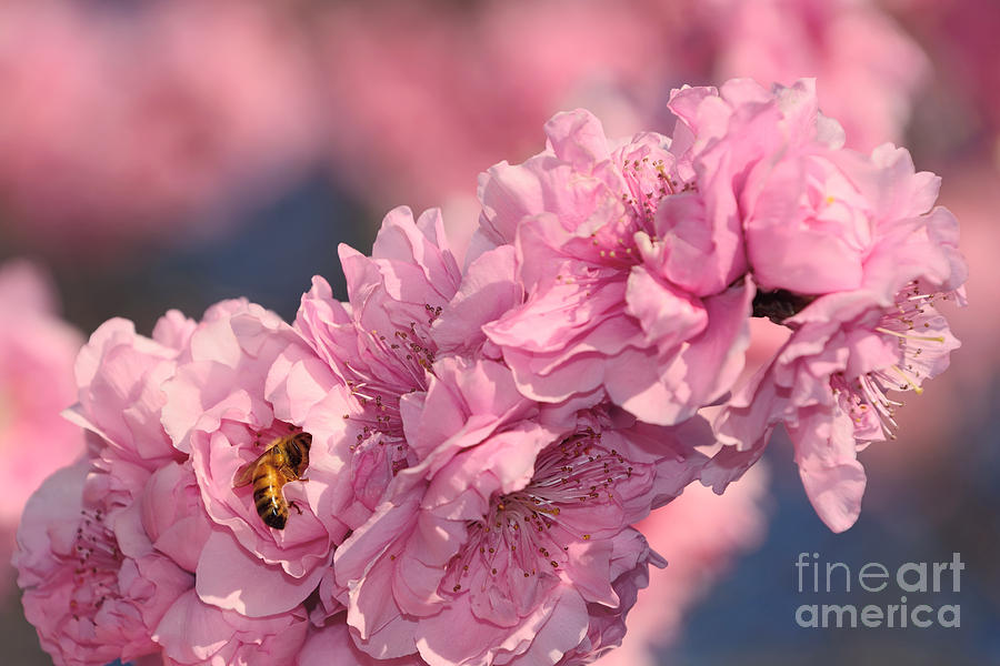 Bee on Pink Blossoms by Kaye Menner Photograph by Kaye Menner