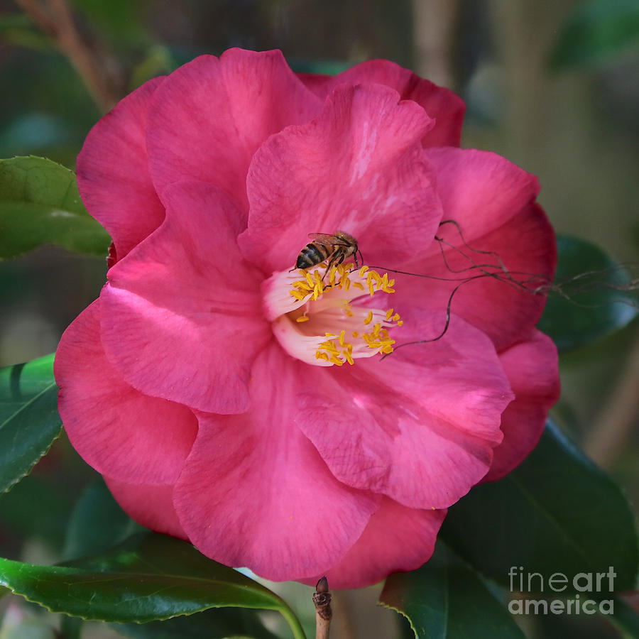 Bee on Pink Camellia Photograph by Carol Groenen