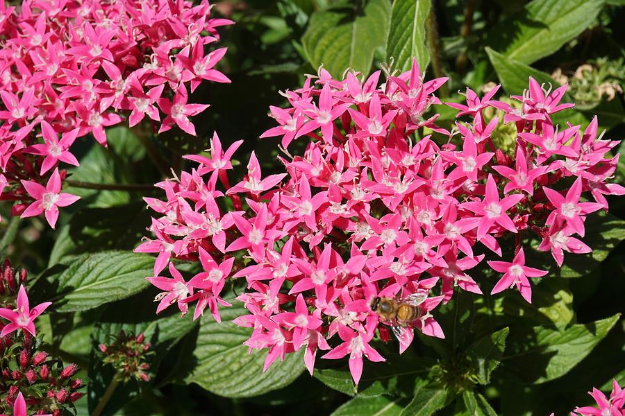 Bee on Pink Pentas Photograph by Susan Brown - Fine Art America