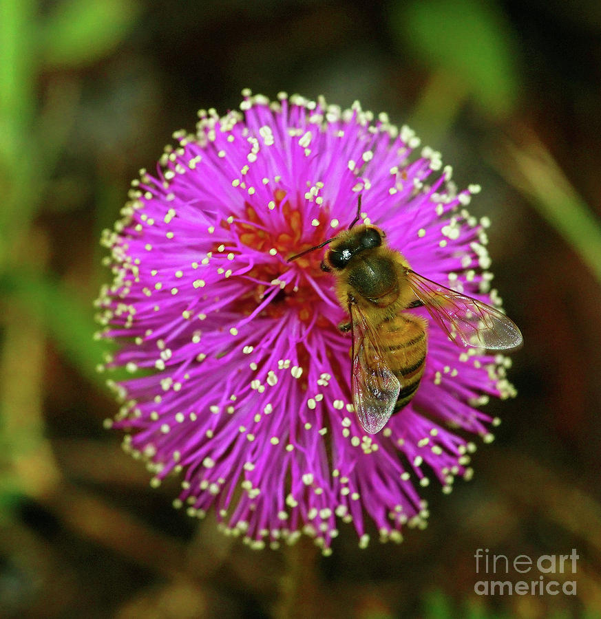 Bee on Puff Ball Photograph by Larry Nieland