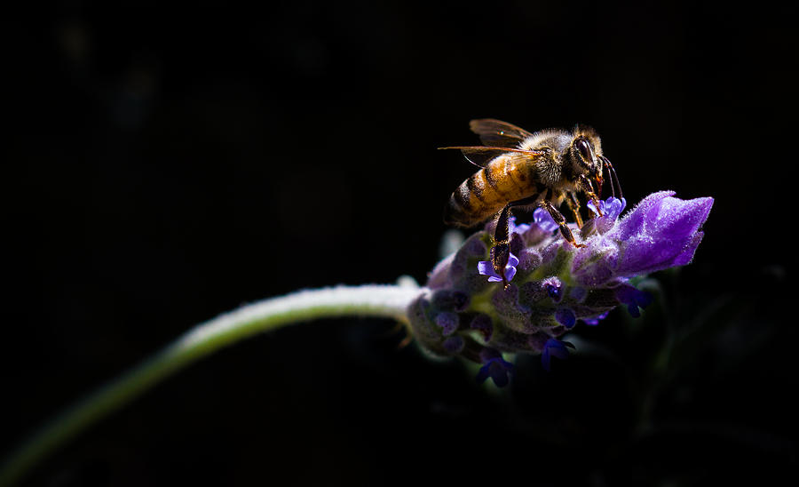Insects Photograph - Bee on Purple Bloom by Voodoo Delicious