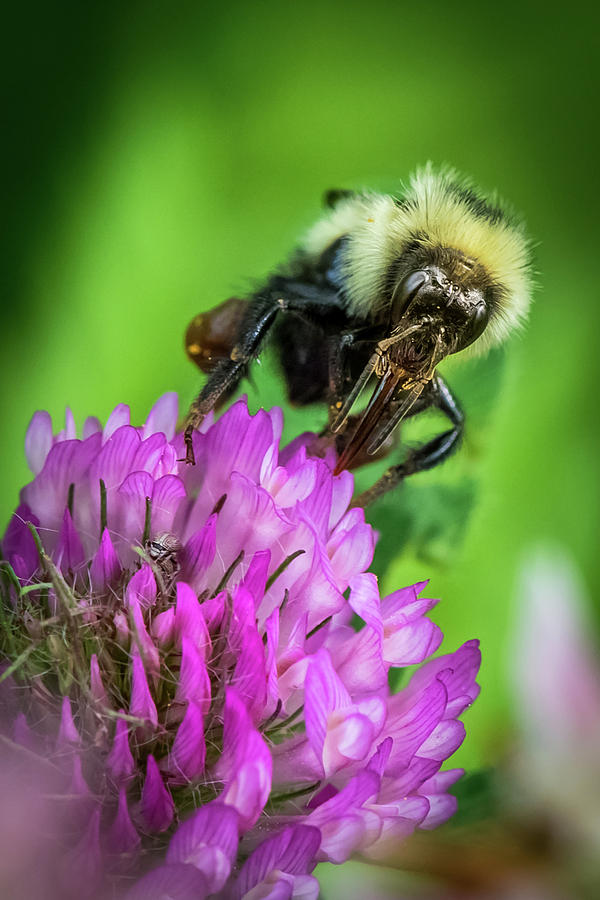 Bee on purple Clover Photograph by Paul Freidlund