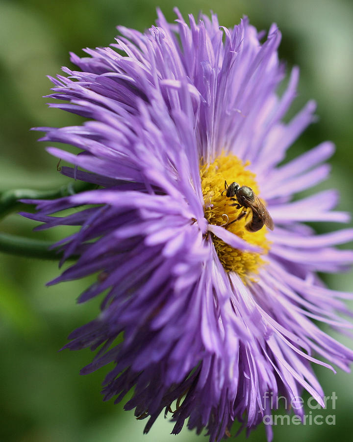 Bee On Purple Daisy Photograph by Smilin Eyes Treasures
