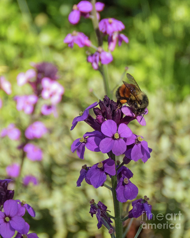 Bee on Purple Flower Photograph by Cheryl Del Toro