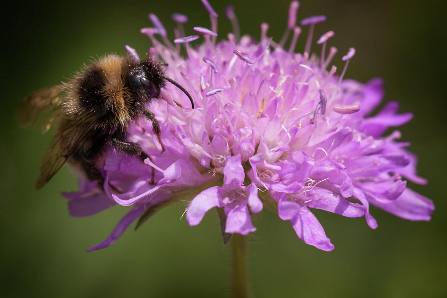 Bee on Purple flower Photograph by Inge Riis McDonald