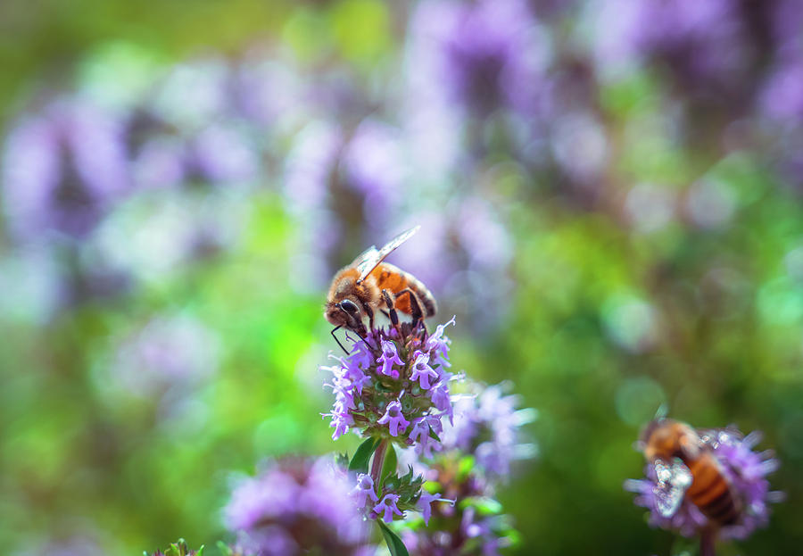 Bee on purple flower Photograph by Lilia S