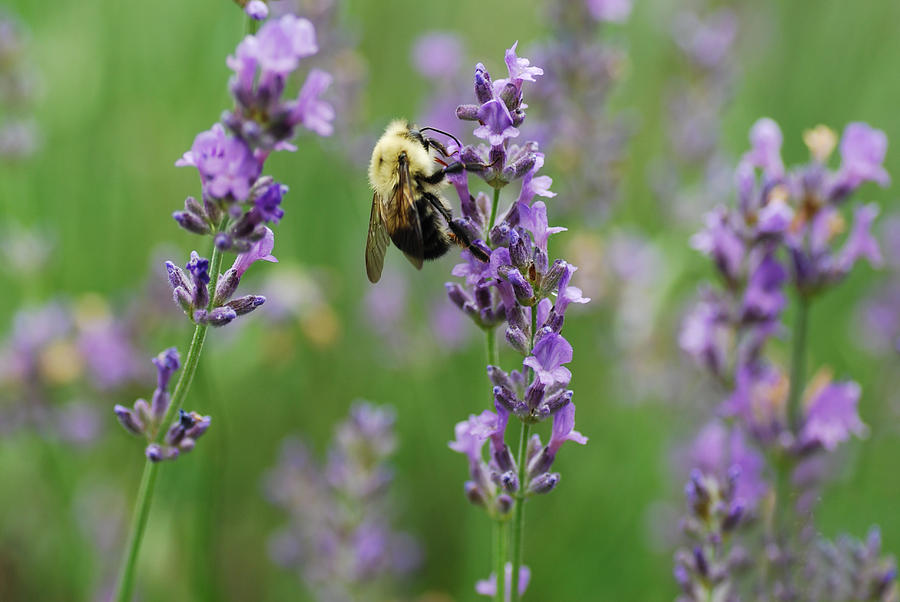 Flowers Still Life Photograph - Bee on Purple Flower by Melinda Schneider