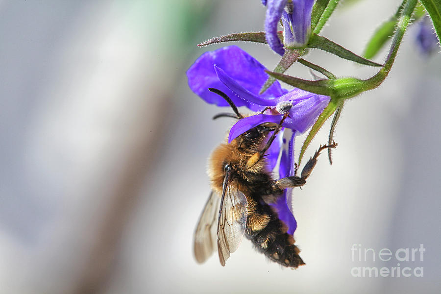 Bee on purple flower Photograph by Patricia Hofmeester
