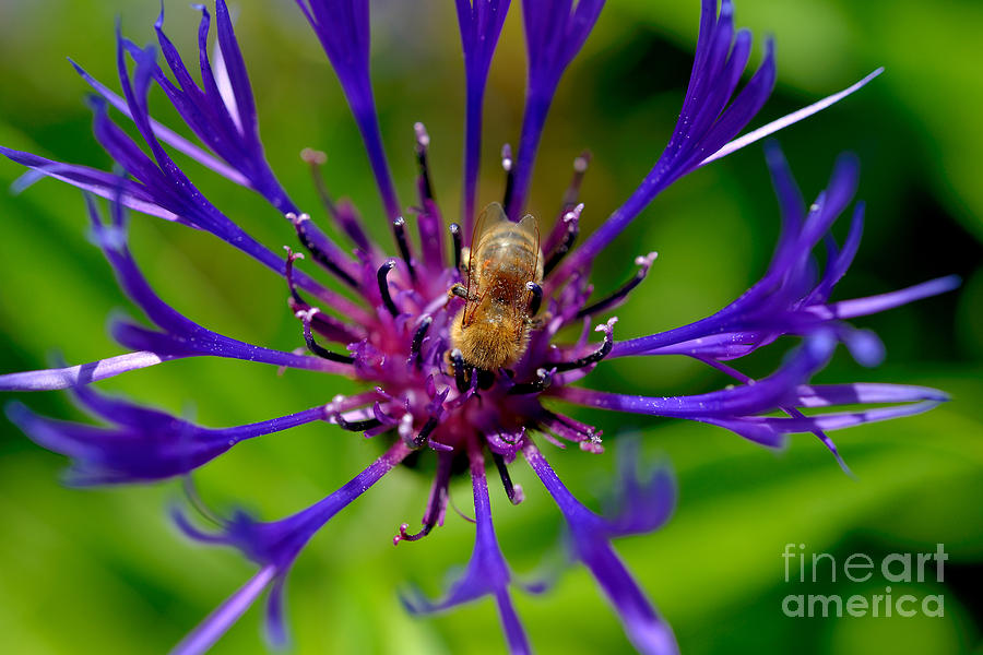 Bee On Purple Flower Photograph by Terry Elniski
