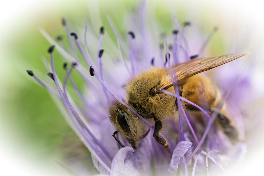Bee on Purple Photograph by Inge Riis McDonald