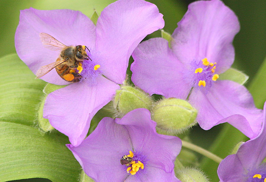 Bee on Purple Spiderwort Photograph by Sheila Brown