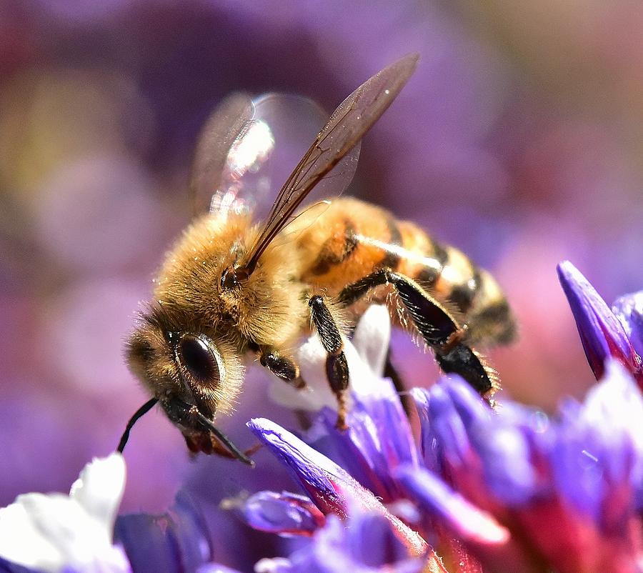 Bee on Purple Statice I Photograph by Linda Brody