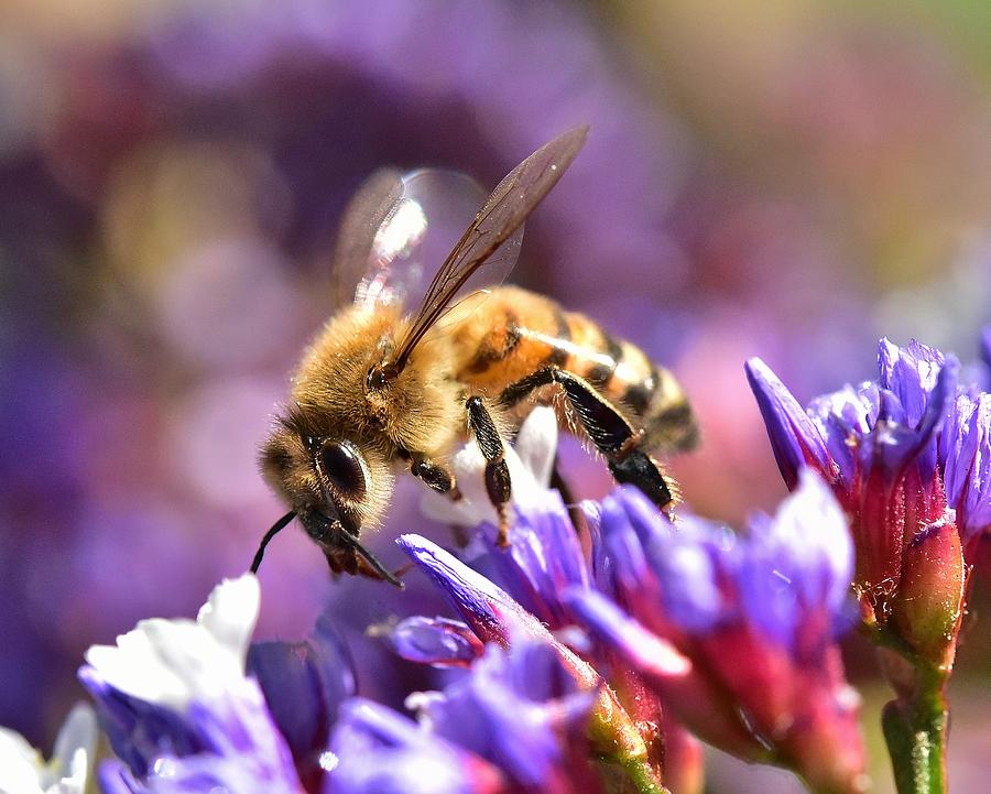 Bee on Purple Statice II Photograph by Linda Brody